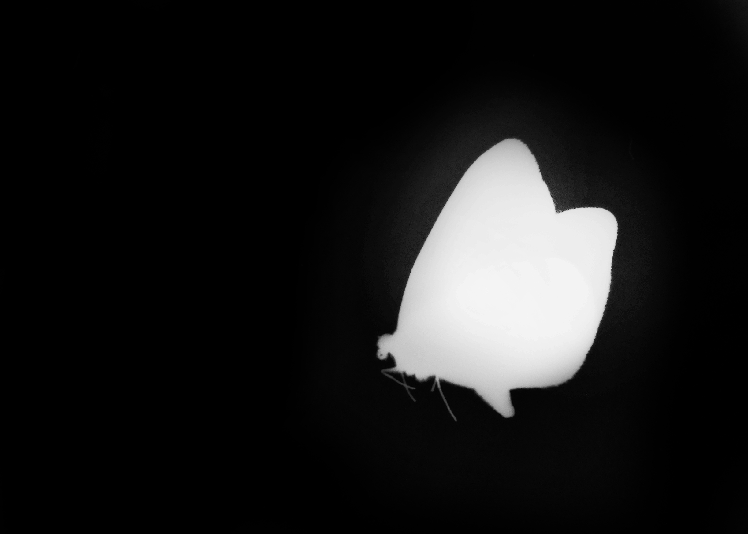 8.White butterfly